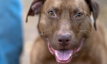 Magnus is Seeking Foster