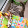The Secret Life of Cats: Why They Guard Their Favorite Things