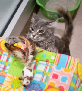 The Secret Life of Cats: Why They Guard Their Favorite Things