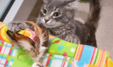 The Secret Life of Cats: Why They Guard Their Favorite Things
