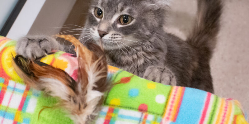 The Secret Life of Cats: Why They Guard Their Favorite Things
