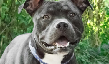 Penguin Would Love a Foster