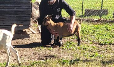 HSHV Rescues Over 120 Animals from Repeat Offender with Long History of Cruelty