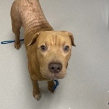 Ruben Would Love a Foster