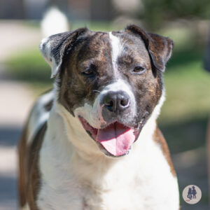 Trailer Wants a Foster