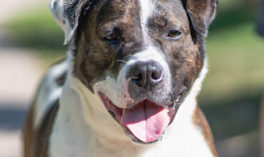 Trailer Wants a Foster