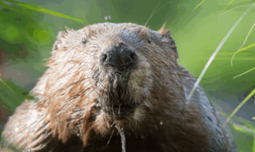 Beavers: Nature’s Climate Heroes