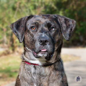 Addie Wants a Foster