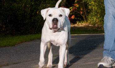 Apollo Needs a Foster