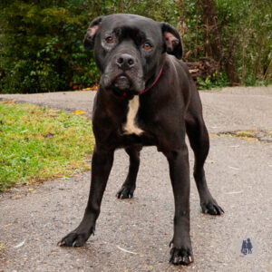 Blanche is Seeking Foster