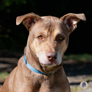 Condor Would Love a Foster