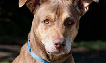 Condor Would Love a Foster