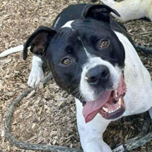 Feta Needs a Foster