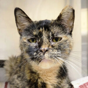 Franny Is Seeking a Foster