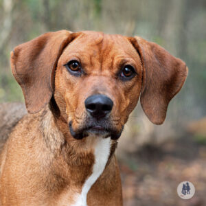 Moon Needs a Foster