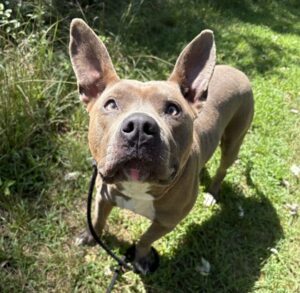 Myotis Would Love a Foster