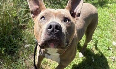 Myotis Would Love a Foster