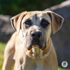 Oak Would Love a Foster
