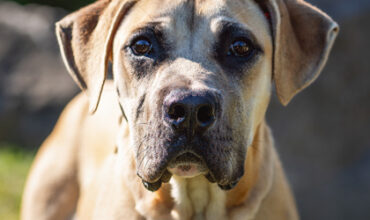 Oak Would Love a Foster