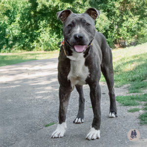 Oliver is Seeking Foster