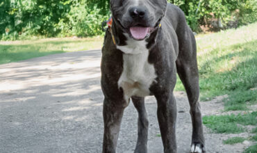 Oliver is Seeking Foster