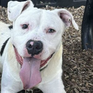 Oriole Is Seeking Foster