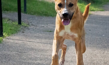 Pickles Needs a Foster