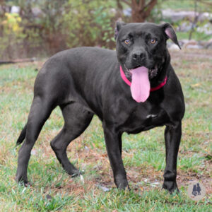 Sophia Needs a Foster
