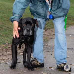 Stan Wants a Foster
