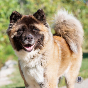 Toast Would Love a Foster