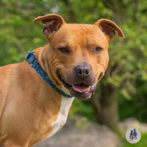 Dalton Wants a Foster