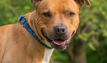 Dalton Wants a Foster