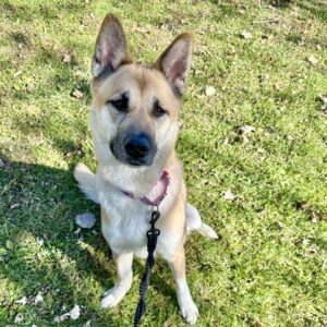 Firefly Wants a Foster