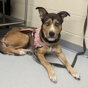 Jade Would Love a Foster