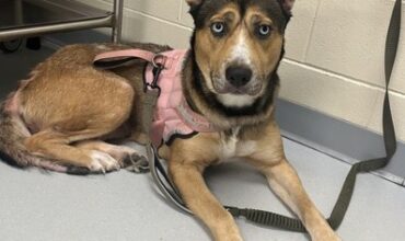 Jade Would Love a Foster