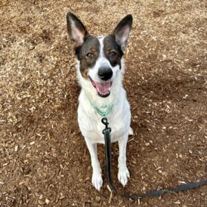 Juno Would Love a Foster