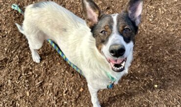 Juno Would Love a Foster