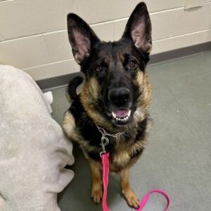 Prideaux Is Seeking Foster