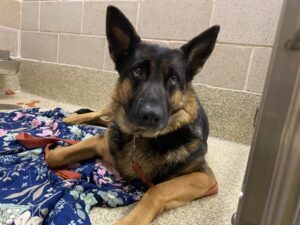 Prideaux Is Seeking Foster