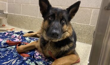 Prideaux Is Seeking Foster