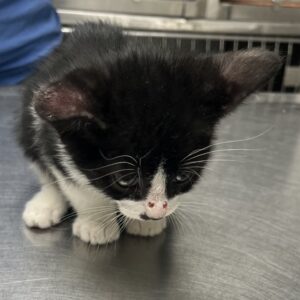The General Needs a Foster