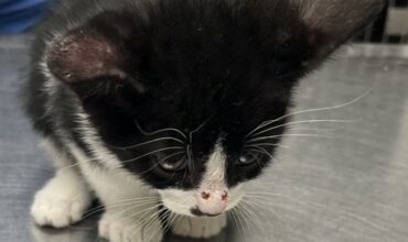 The General Needs a Foster