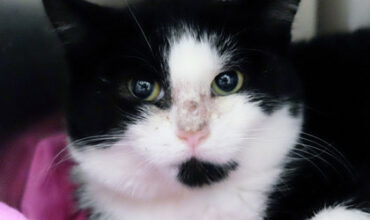 Kit Is Hoping For A Foster