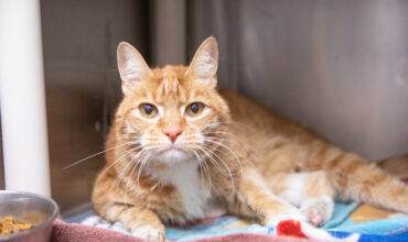 Our aging cats: What to know meow