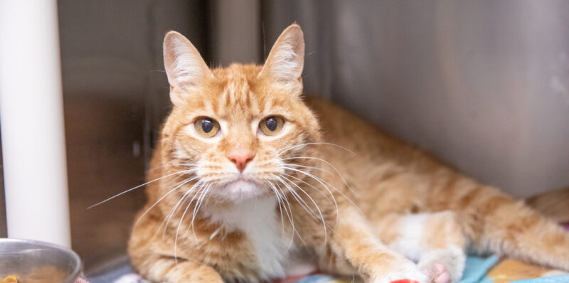 Our aging cats: What to know meow