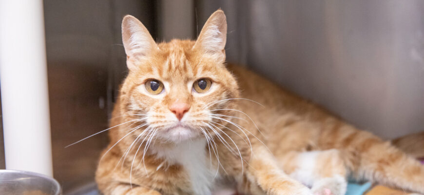 Our aging cats: What to know meow