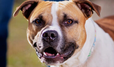 Atlas Wants a Foster