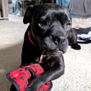 Blanche Needs a Temp Foster