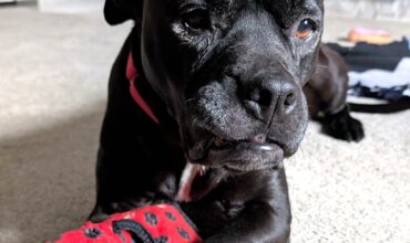 Blanche Needs a Temp Foster