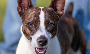 Bluey Wants a Foster